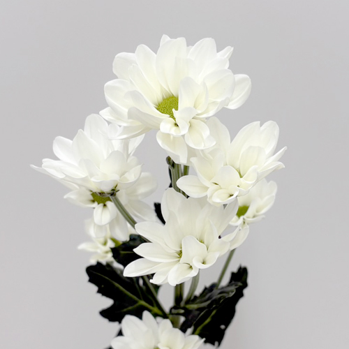 セイレウカホワイト Sei Leuca White